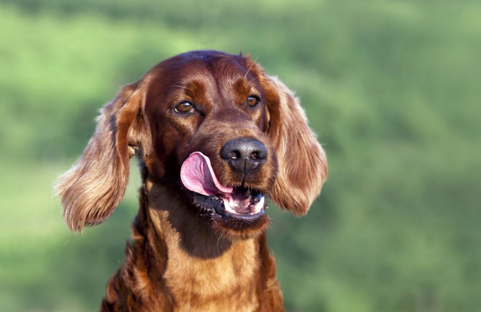 Come ti educo Fido: quando lo snack è un premio