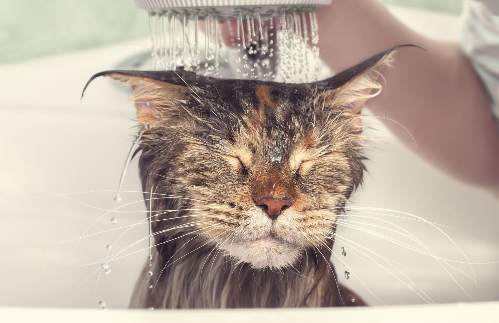 Con o senza acqua? Come lavare il gatto. In 4 mosse