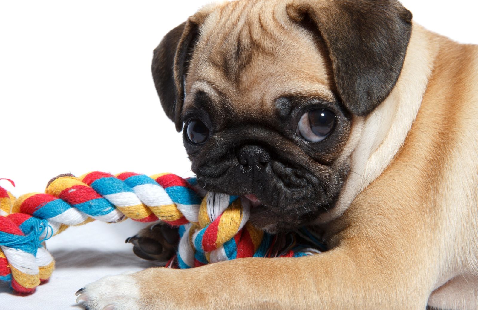 Cuccioli di cane: 5 giochi da masticare