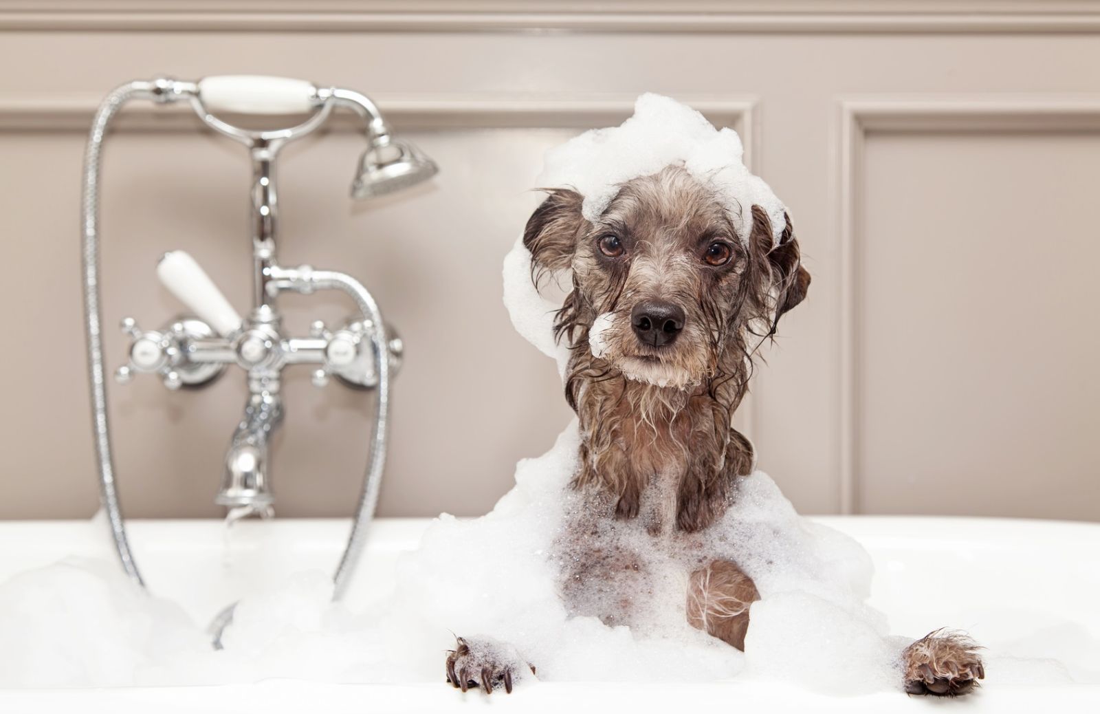Dog Coiffeur: 5 consigli per fare lo shampoo al cane