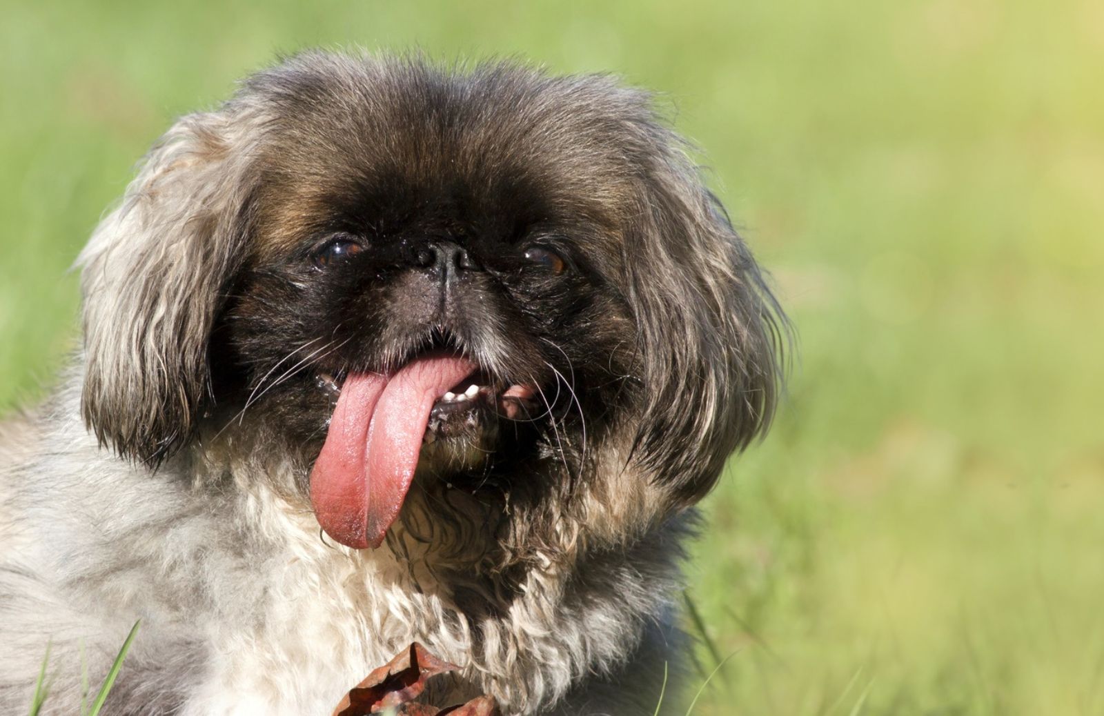 Estate con Fido: trucchi e rimedi per non fargli soffrire il caldo