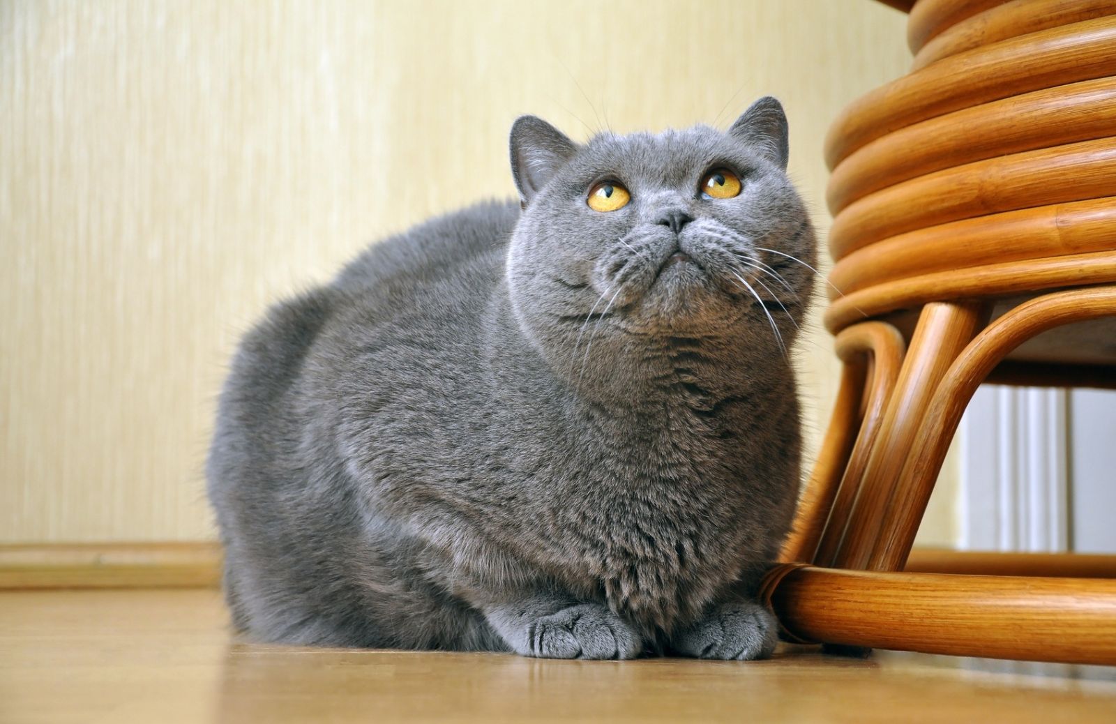 Gatti in sovrappeso: come dimagrire grazie al gioco
