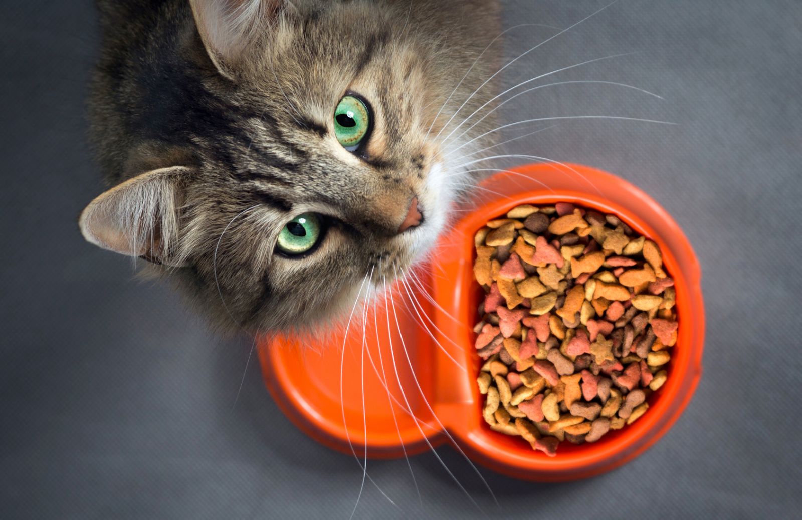 Gatto sterilizzato: come cambia l'alimentazione