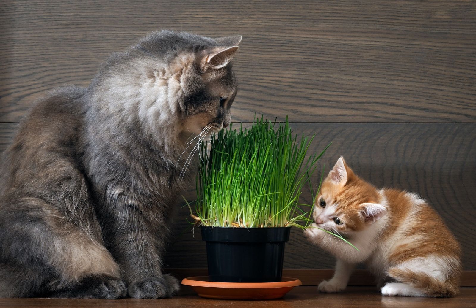 Giochi con l’erba gatta: cosa sono e a cosa servono