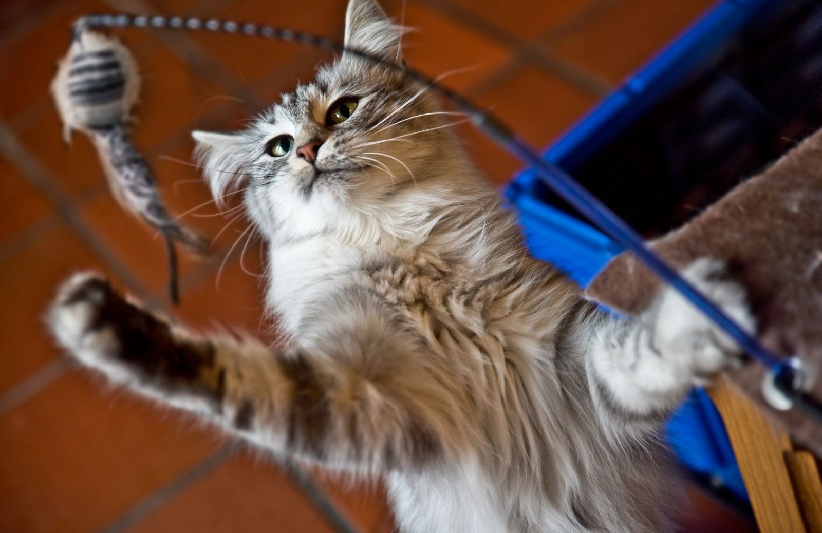 Giochi felini: l’importanza del gioco per i gatti