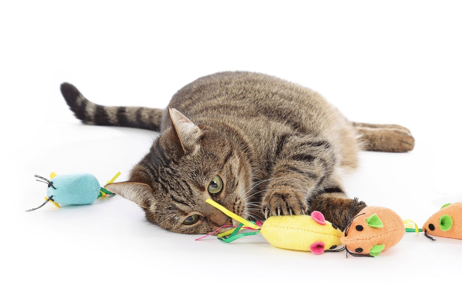Giochi per gatti: tutta l’importanza della sicurezza