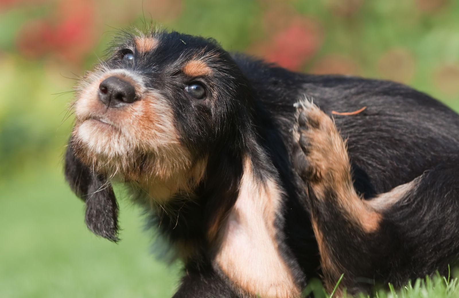 Gita dell’ultimo minuto: come proteggere velocemente il cane dai parassiti 