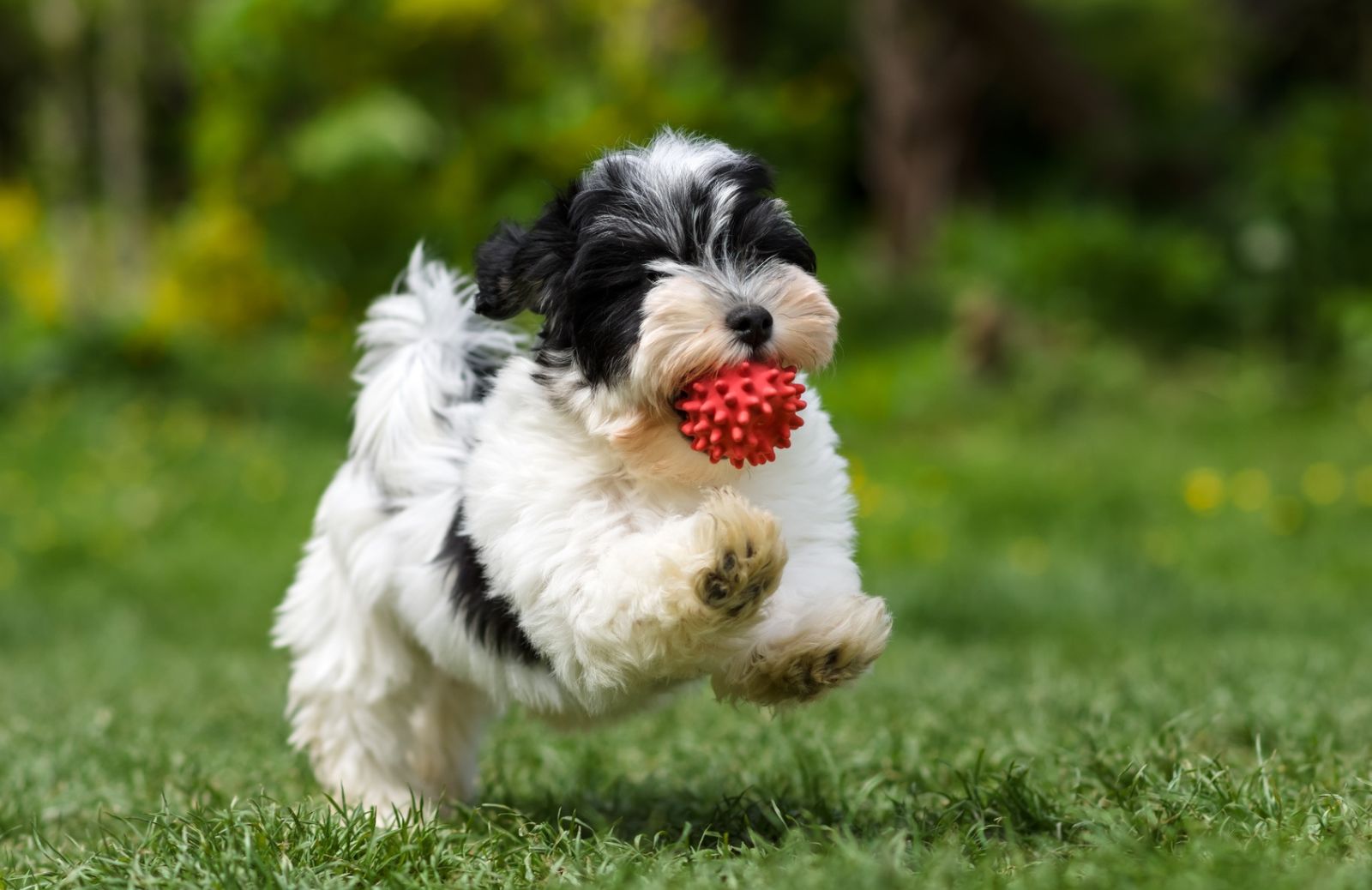 I love Fido: l’importanza e la funzione del gioco nel cucciolo