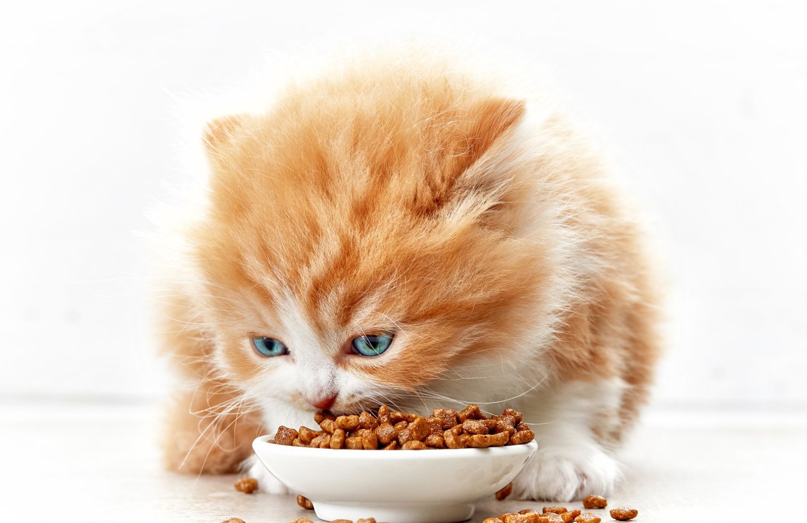 L’alimentazione del gattino: come nutrirlo dai 2 mesi in poi