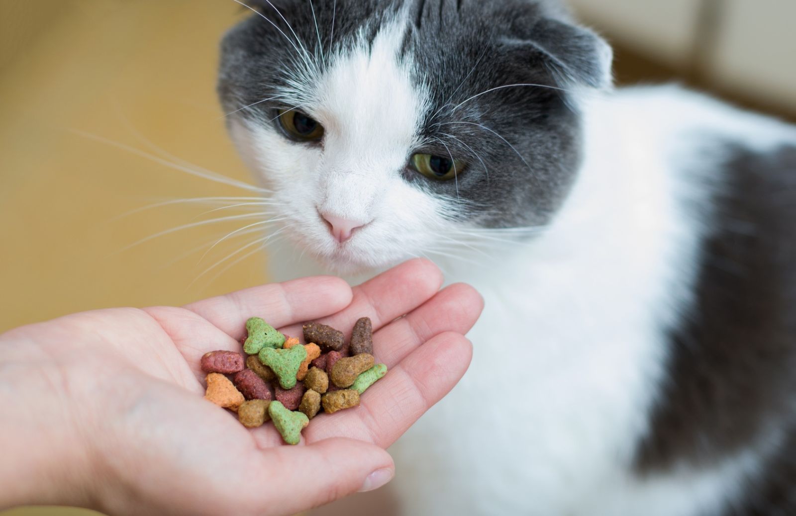 L'alimentazione giusta per gatti delicati 