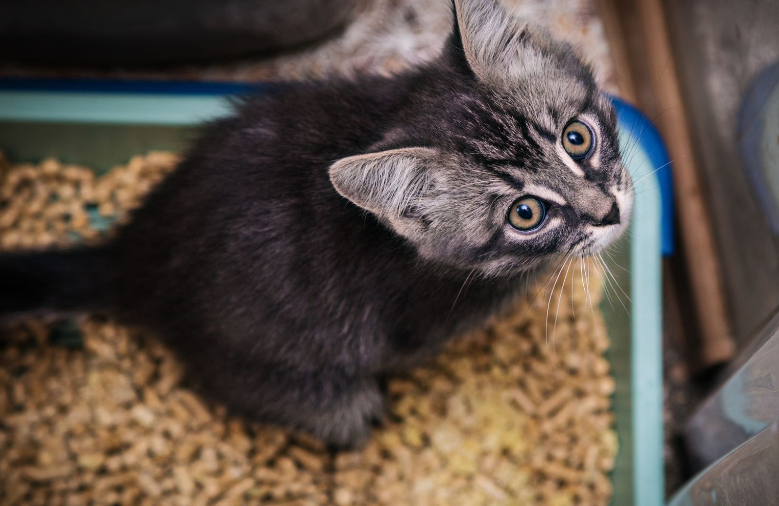 Lettiera per gatti: coperta o scoperta?