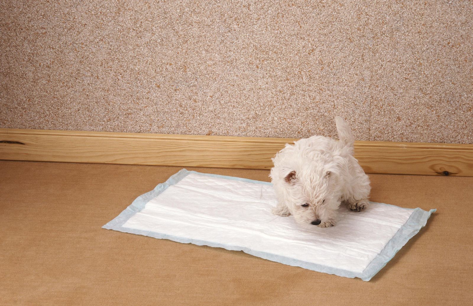 Missione cucciolo: come aiutare i pet a capire dove sporcare