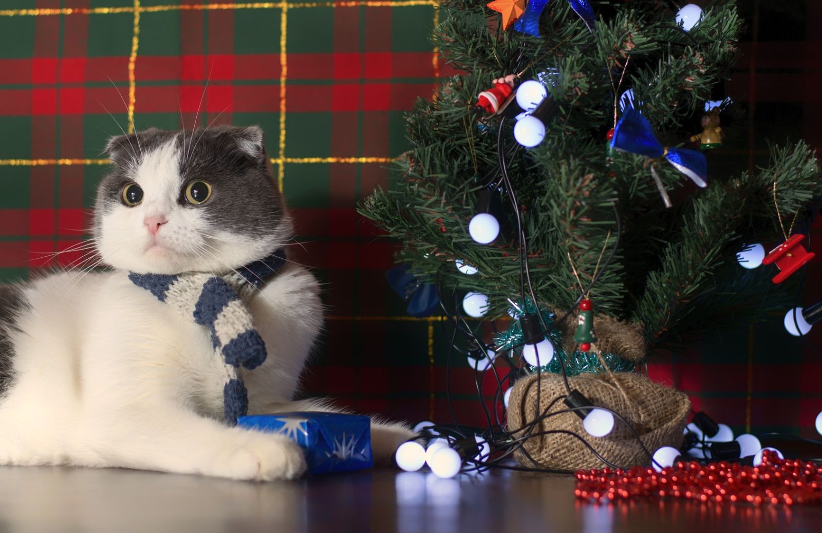 Natale 2017: la lista dei regali per il tuo gatto!