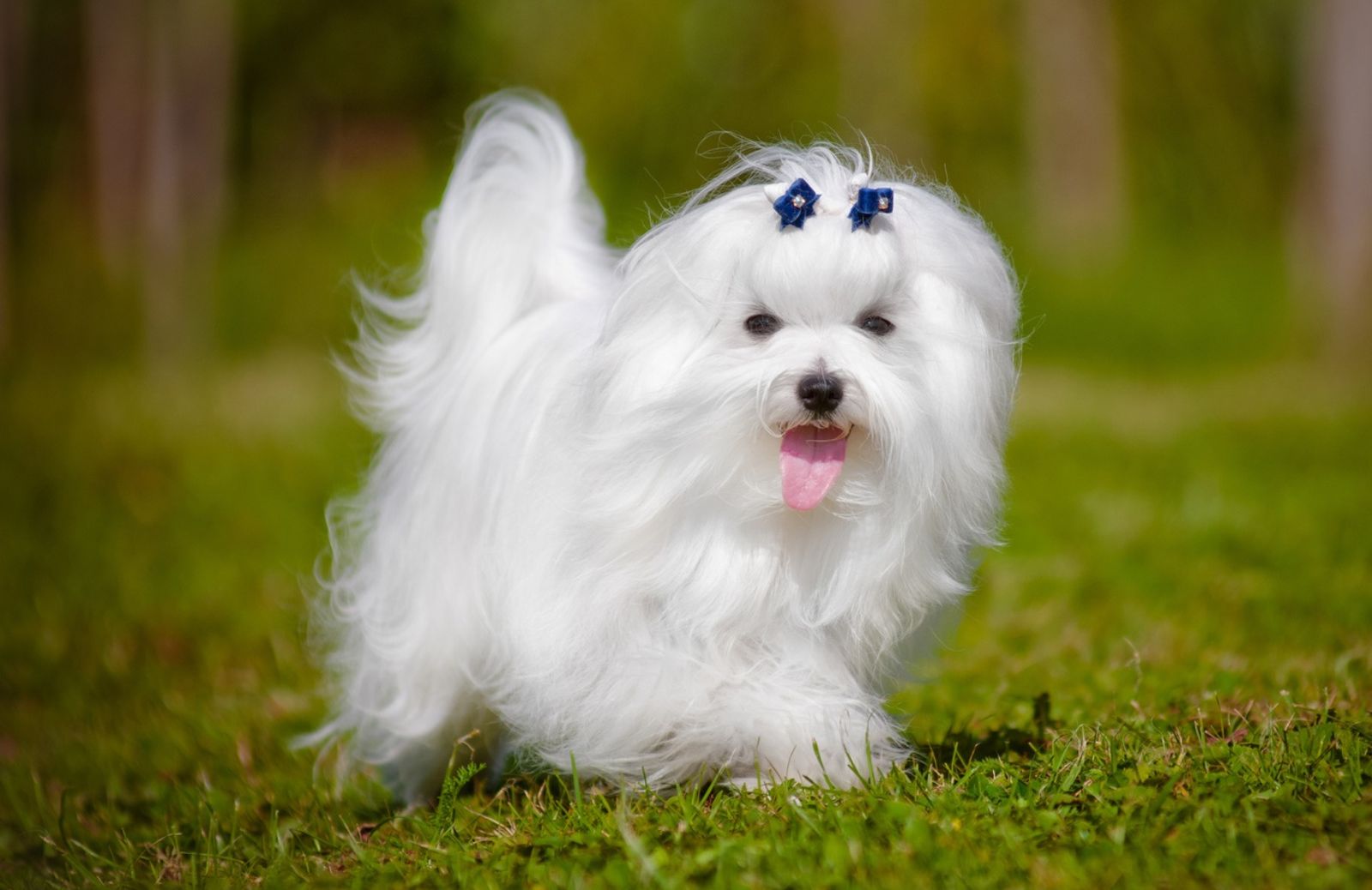 Pelo bello e sano: ad ogni cane la sua protezione