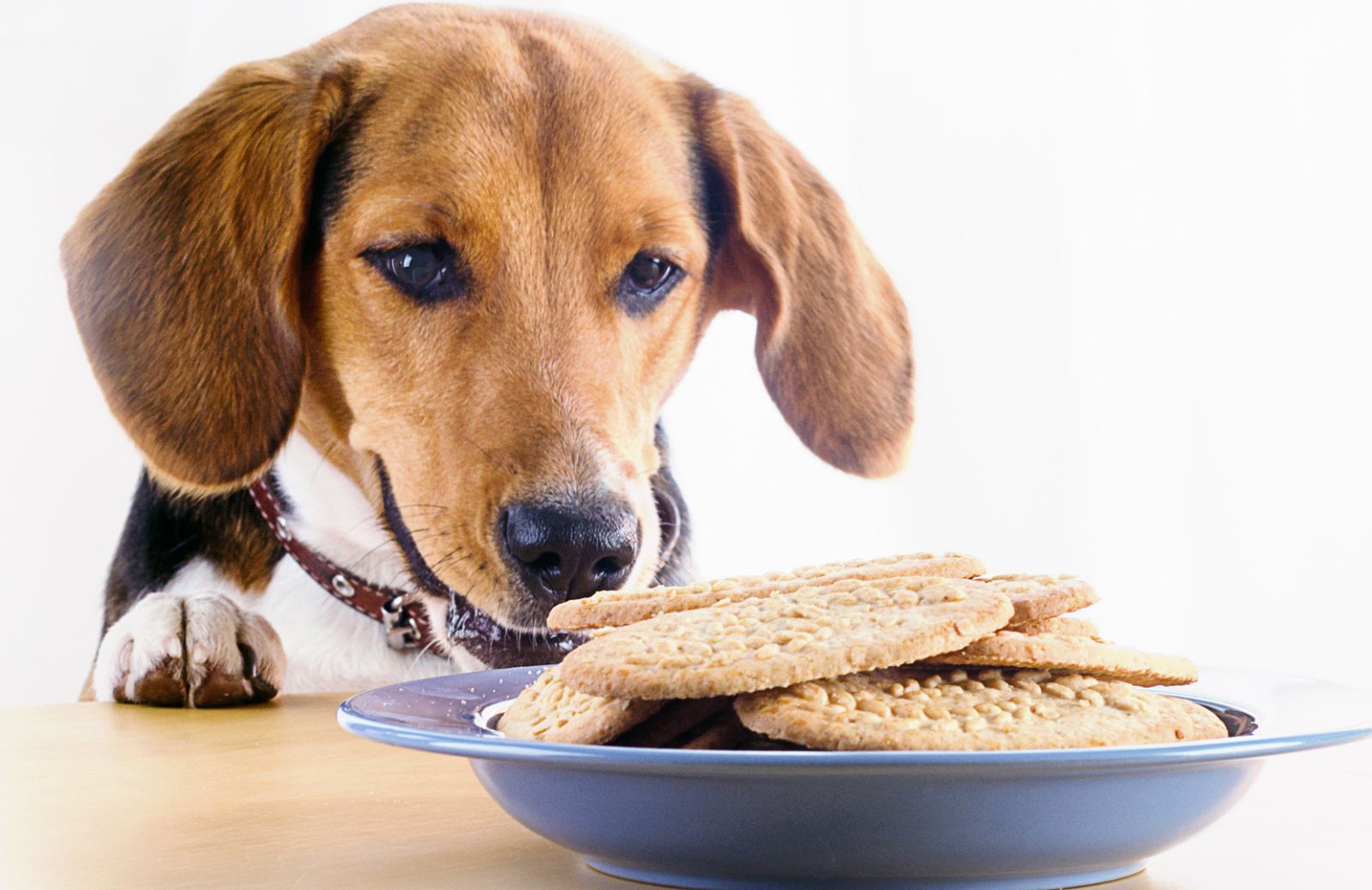 Petfood: 5 alimenti da non dare al cane