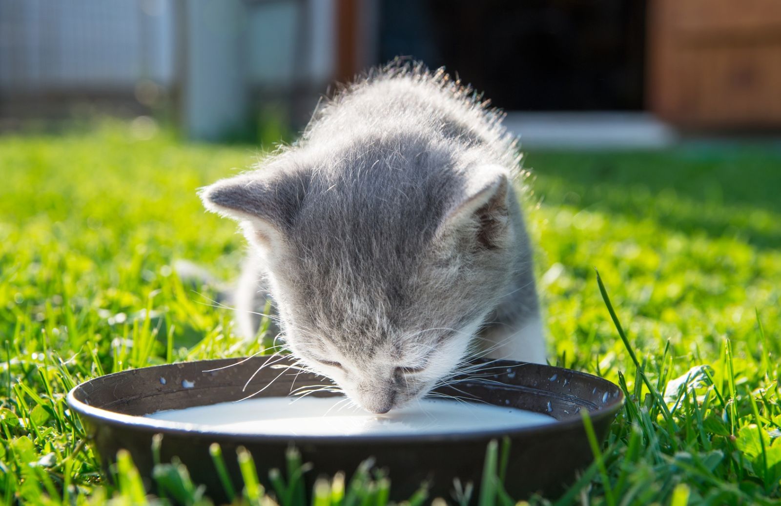 Petfood: 5 alimenti da non dare al gatto