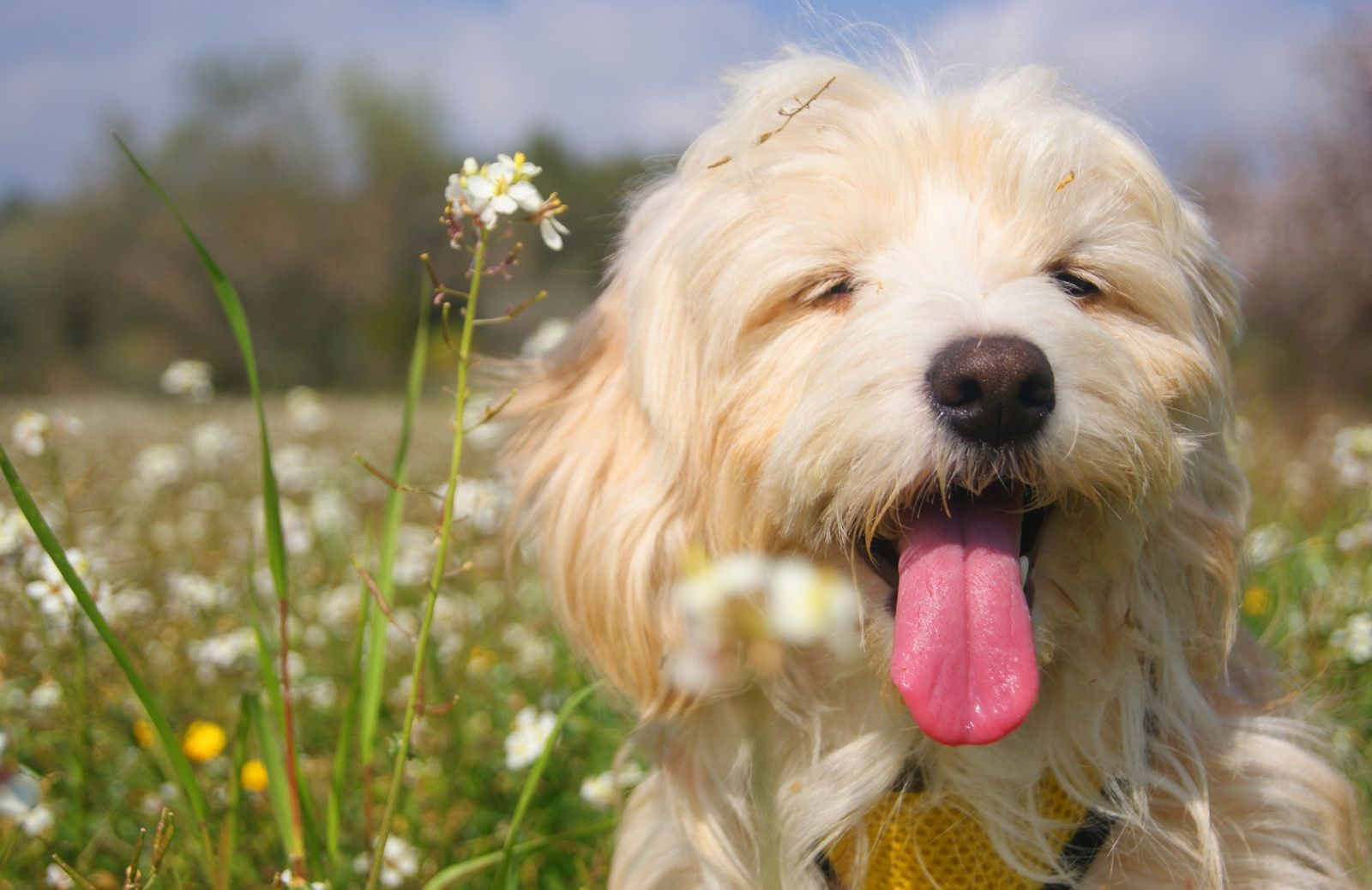 Picnic di Pasquetta col cane: come proteggerlo dai parassiti