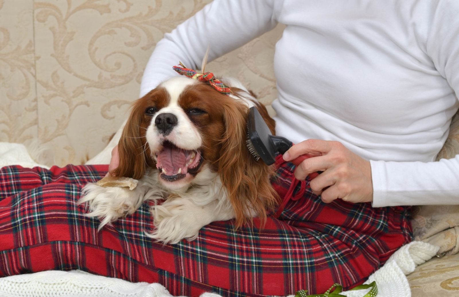 Prevenzione fai da te: come spazzolare il cane per evitare i parassiti