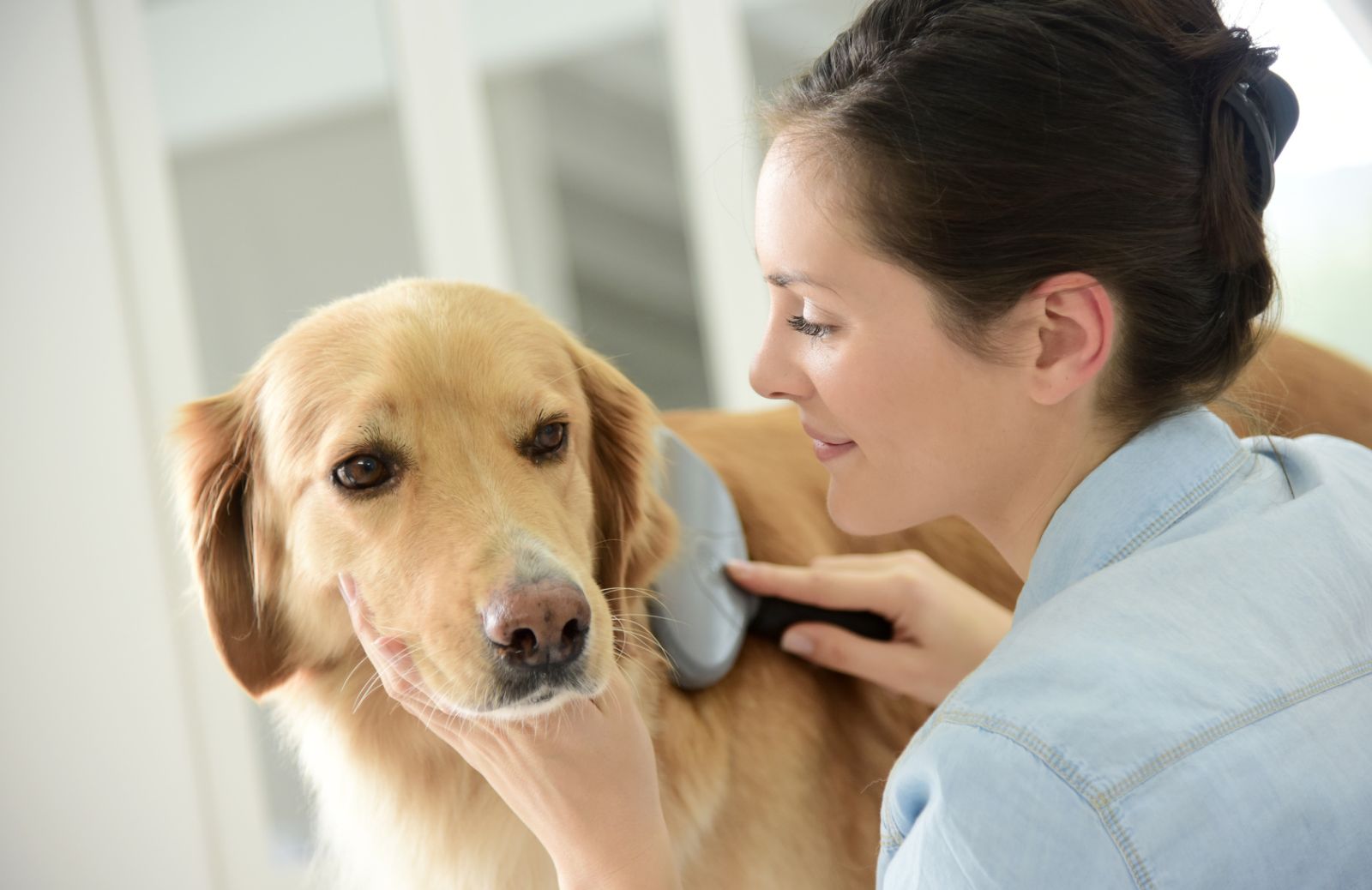 Rinnovamento del pelo: i consigli per affrontare la muta del cane