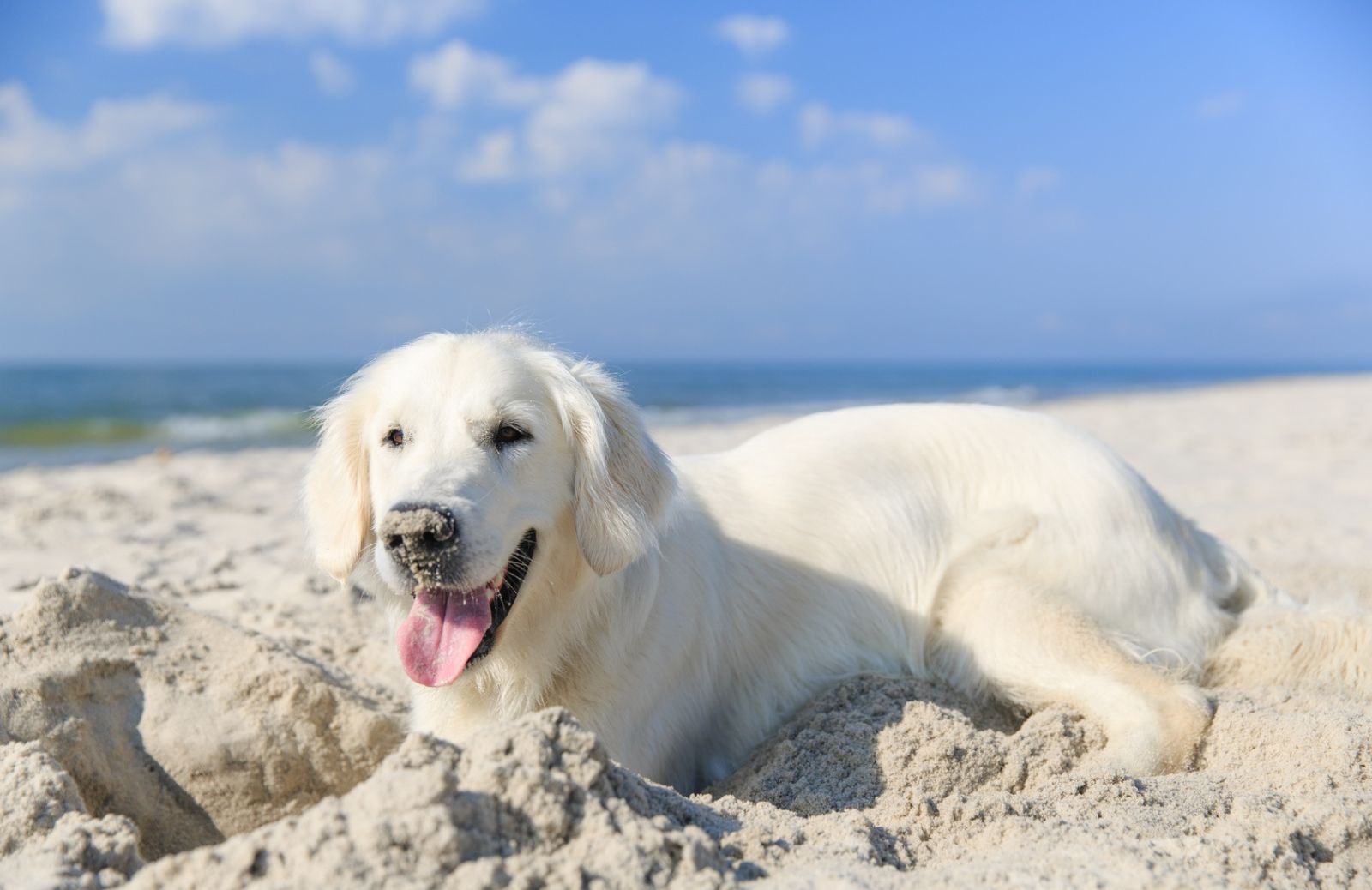 Tutti al mare: come proteggere il cane dai parassiti della sabbia