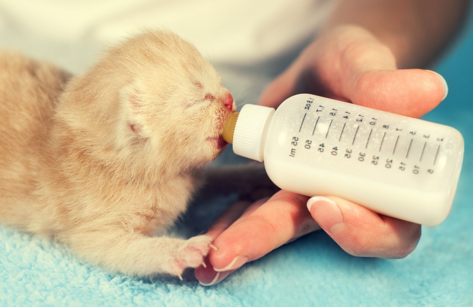 Tutto sull'alimentazione dei gattini: dall’allattamento allo svezzamento