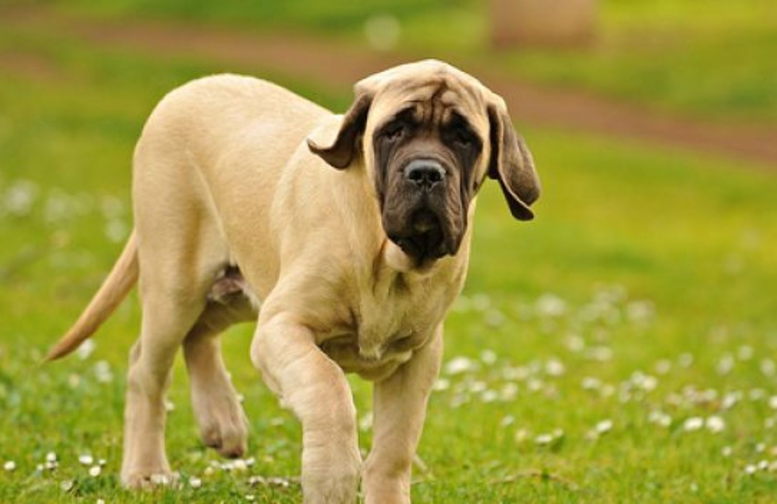 Come preparare gustose polpette di pollo e verdura per il tuo cane