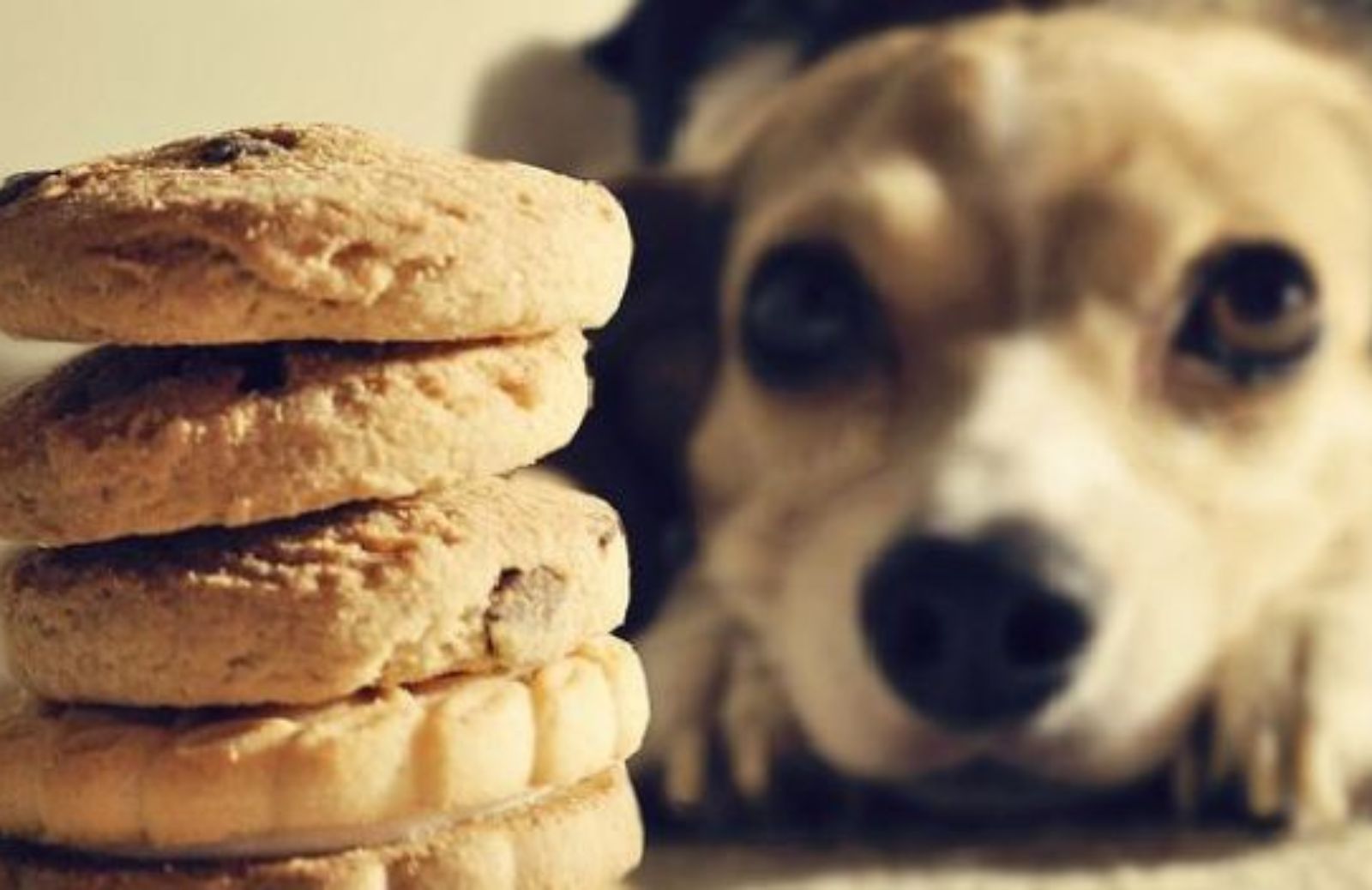 Come preparare gustosi biscotti alla banana per il vostro cane