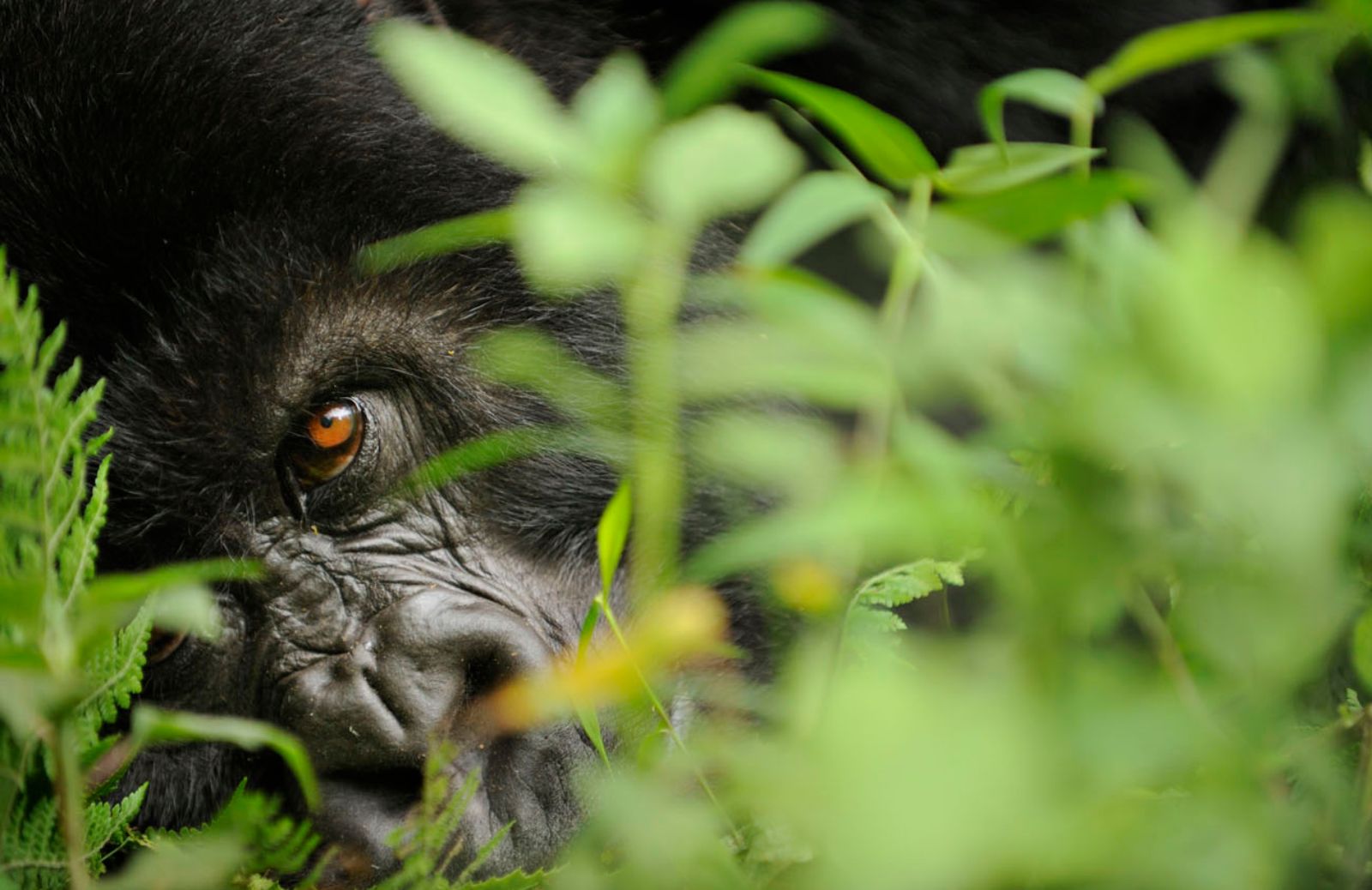 #diamovoce: la campagna Wwf contro il bracconaggio