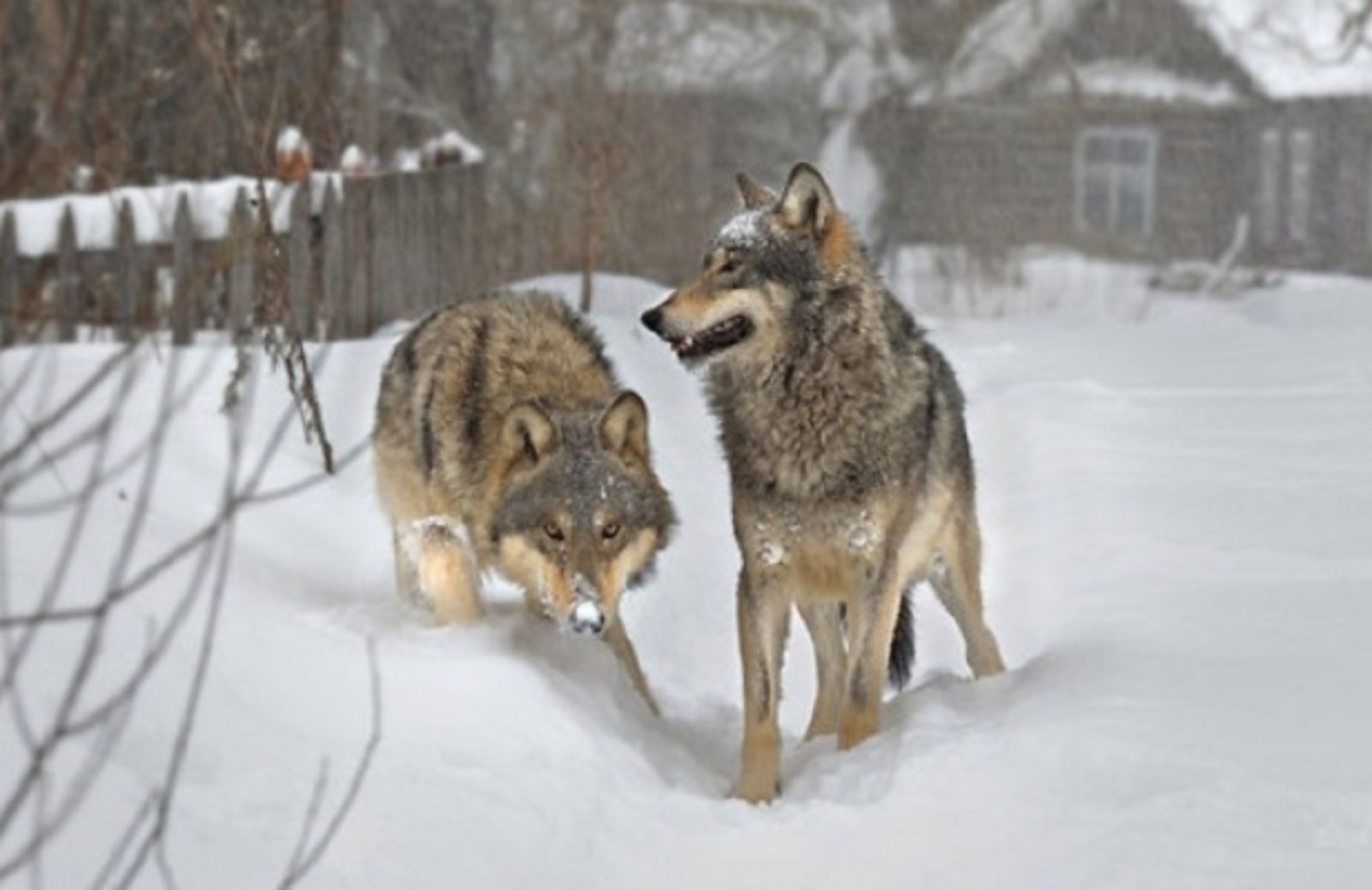 A Chernobyl tornano lupi e volpi