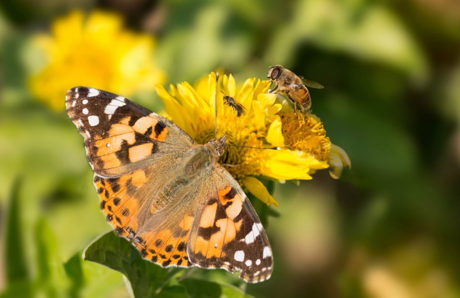 A rischio l'agricoltura mondiale per il declino di api e farfalle 