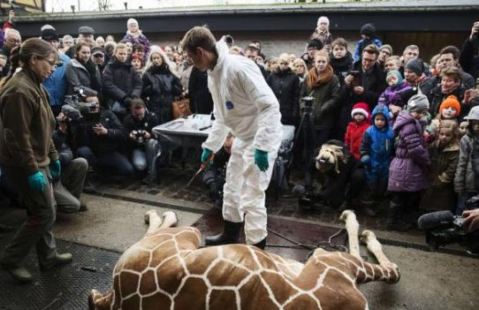 Addio Marius: lo zoo di Copenaghen uccide la baby giraffa