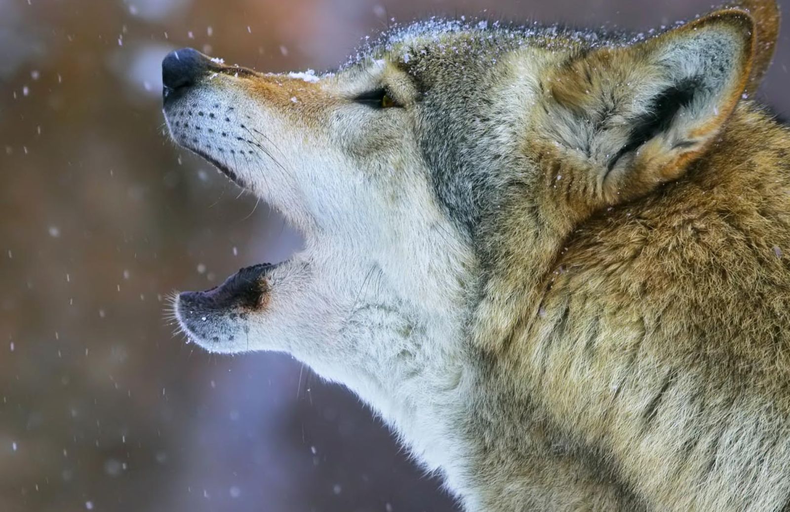 Allarme Wwf: contrastare il piano di abbattimento dei lupi