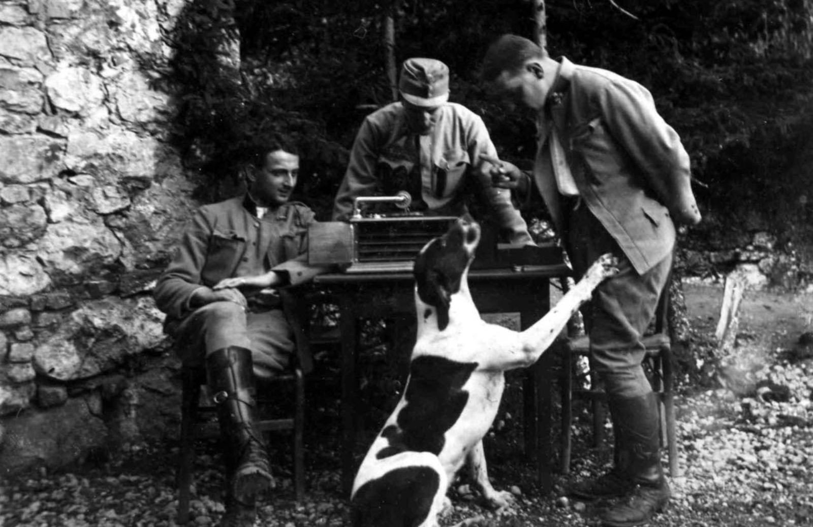 Animali nella Grande Guerra: una mostra per raccontare un sacrificio silenzioso 