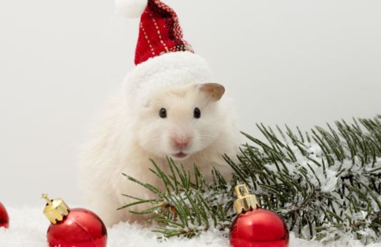 Animali sotto l’albero: Panini e ANMVI aiutano a curare quelli ricevuti a Natale