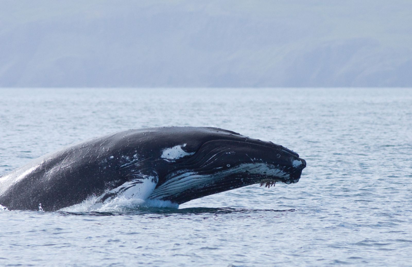 Aumentano le balenottere azzurre nel mare della California
