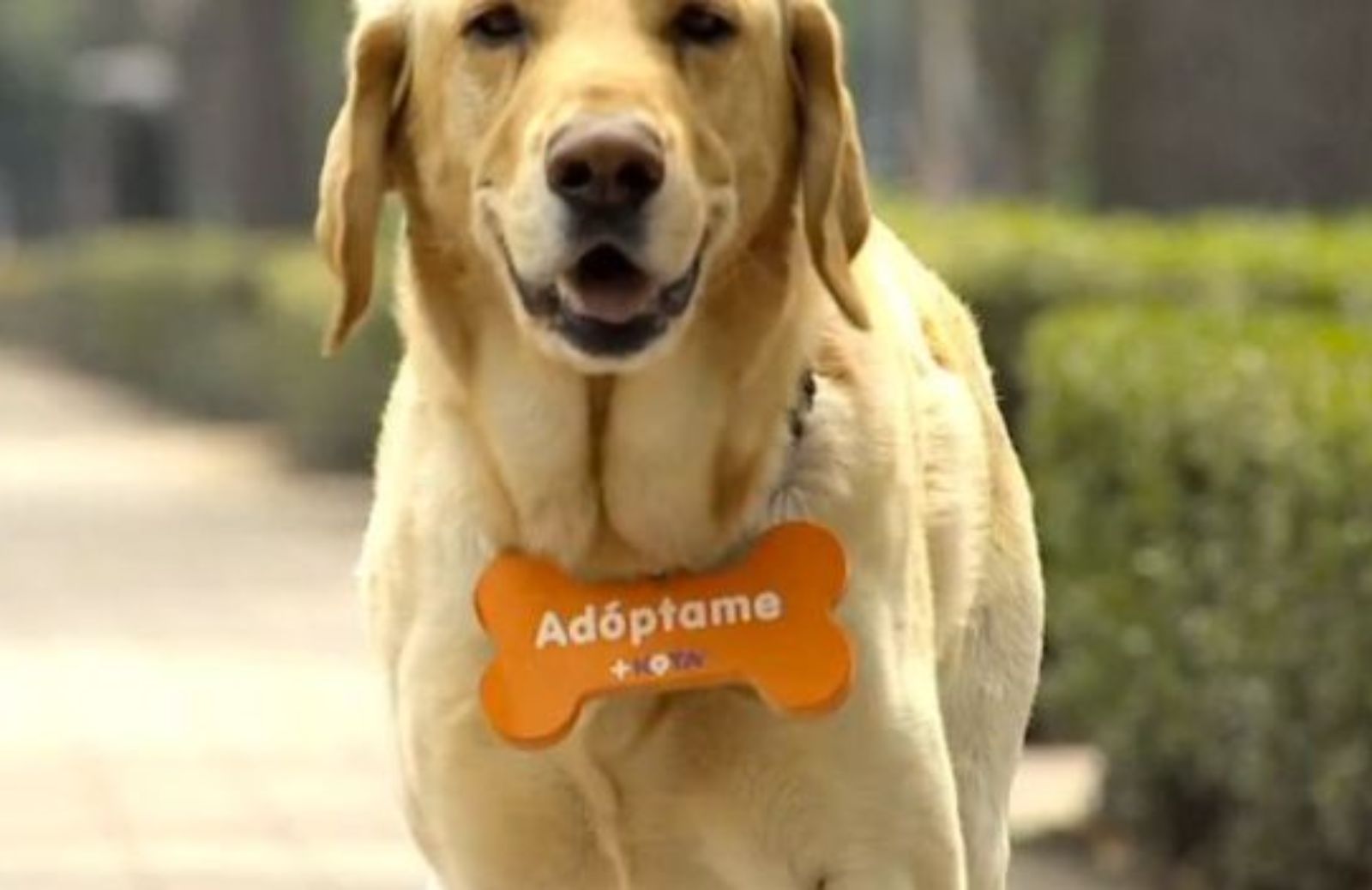 Campagna pubblicitaria fa adottare 221 cani: il video di Invisible Owner