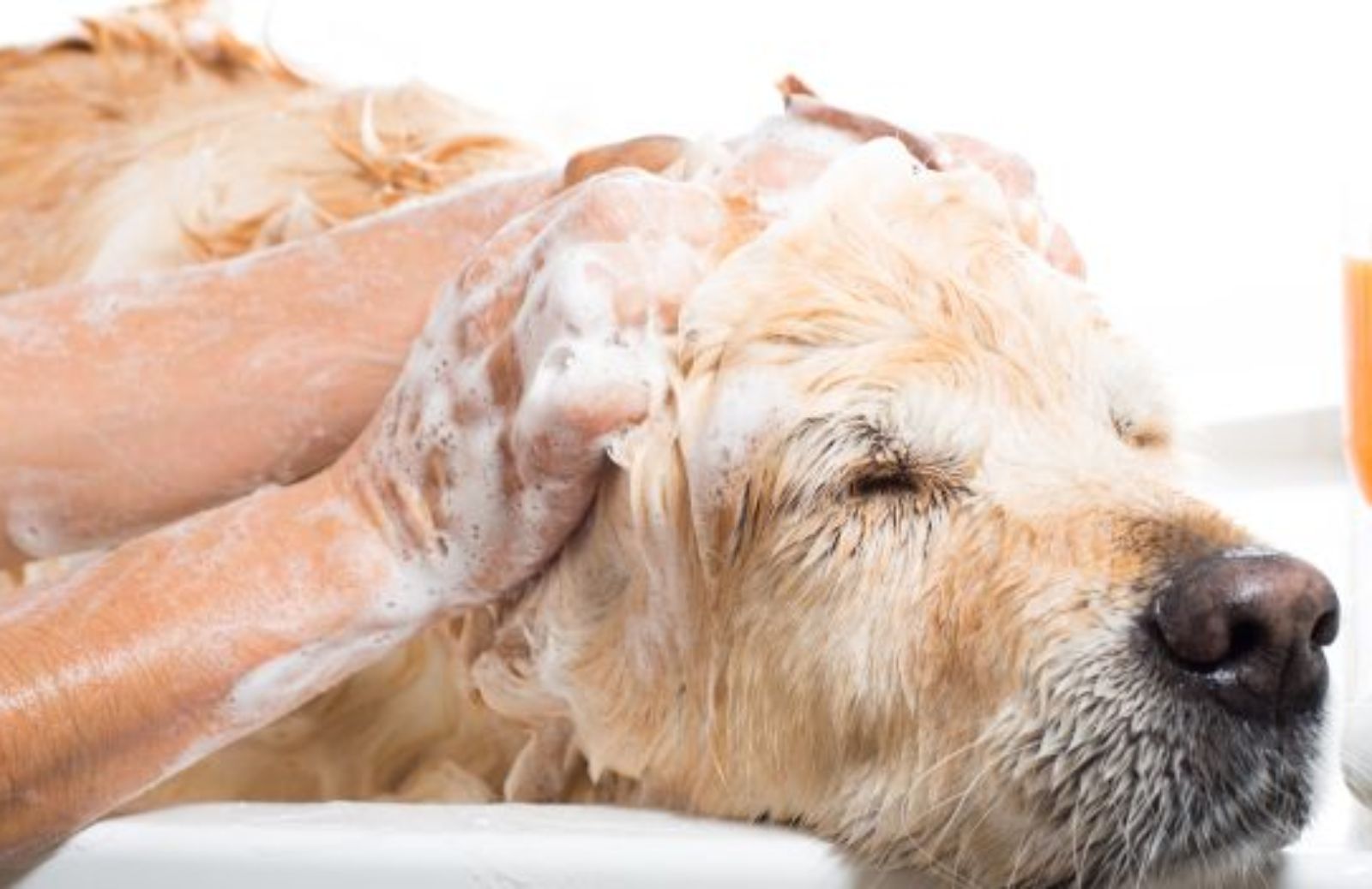 Cani che non vogliono fare il bagno: i video top