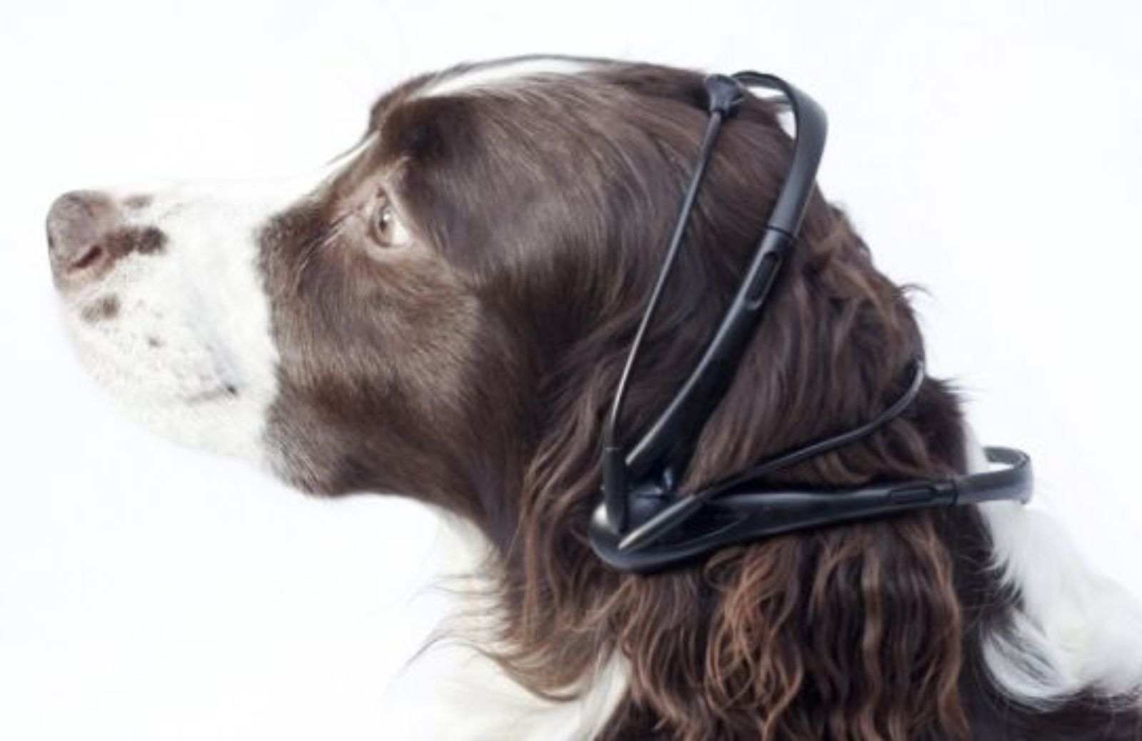 Cani che parlano: nuovo gadget promette di tradurre i loro pensieri