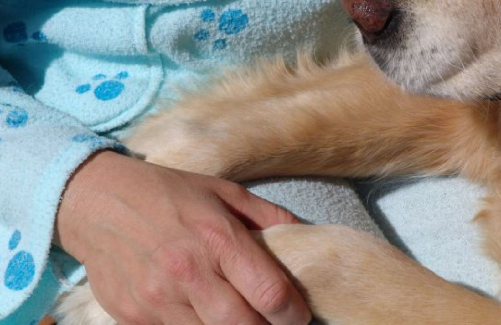 Cani e gatti in ospedale: in Emilia Romagna si può
