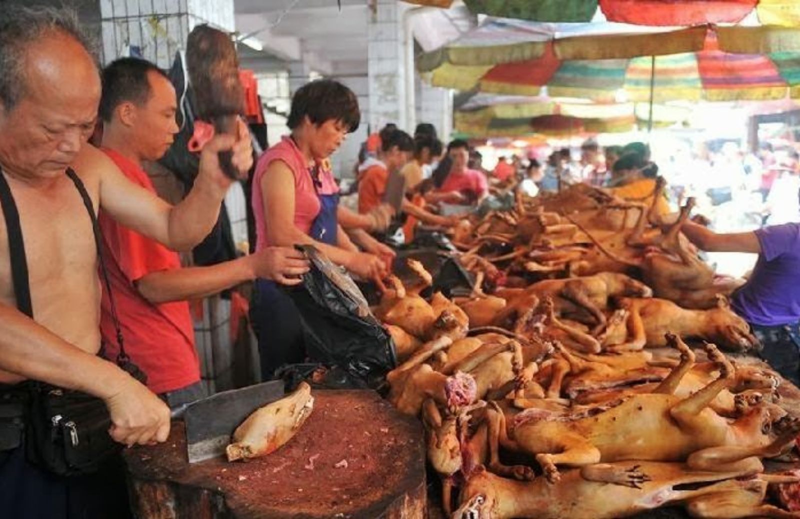 Cina: gang criminali dietro il commercio della carne di cane 