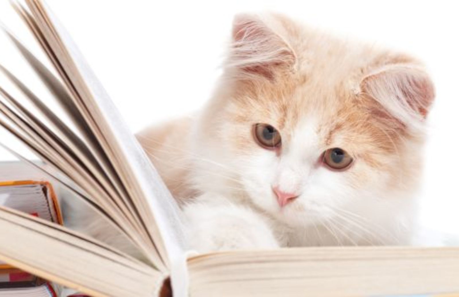 Cinque libri da leggere per chi ama i gatti