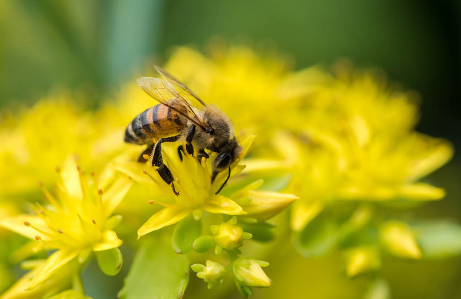 Contro la morìa di api si mobilita l'UE