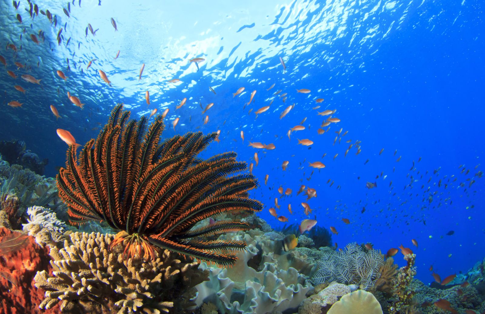 Coralli e molluschi a rischio nel 2100 