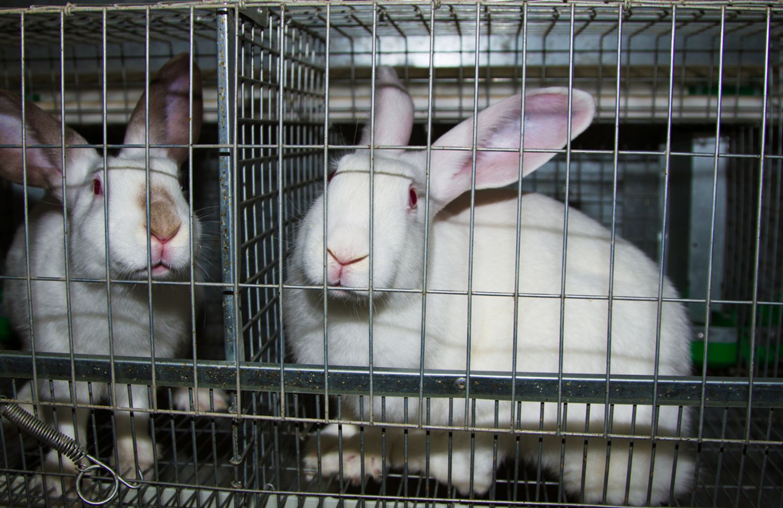 Cosa accade negli allevamenti di conigli in Italia 