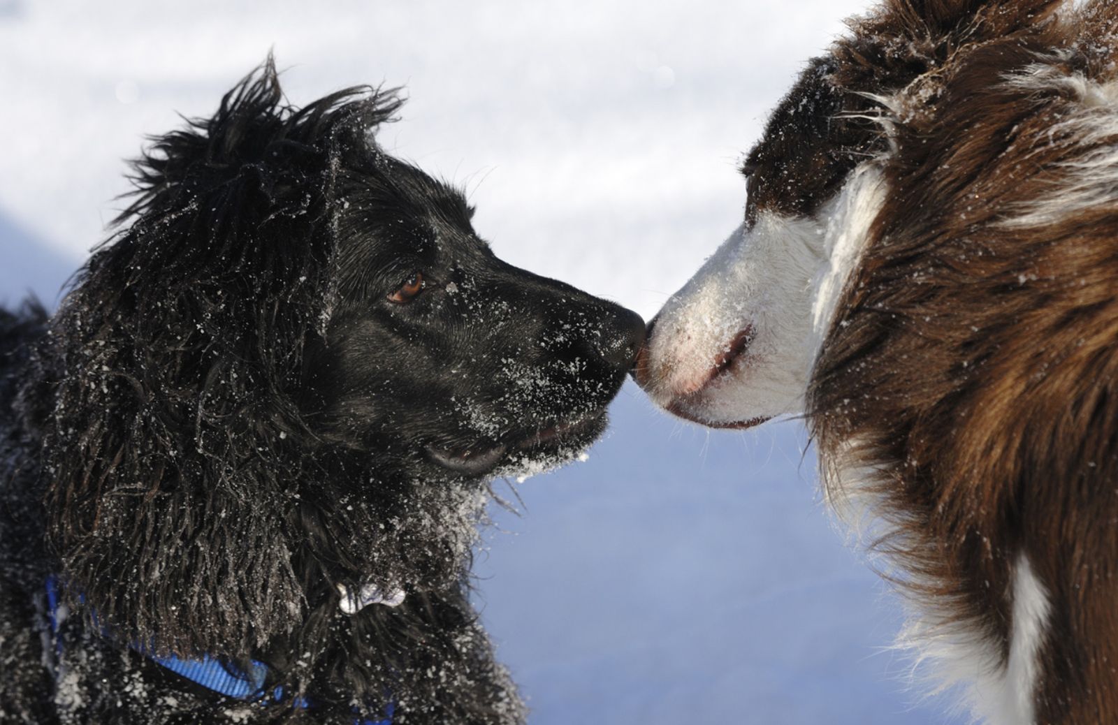 Dimostrato il contagio emotivo nel cane