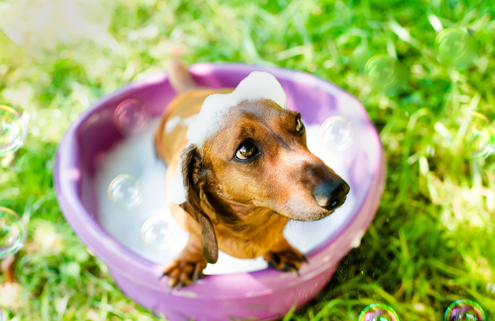 E’ boom di prodotti per l'igiene degli animali domestici