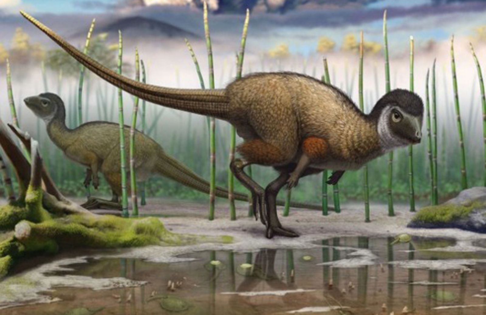 Fossile trovato in Siberia: forse i dinosauri erano ricoperti di piume 