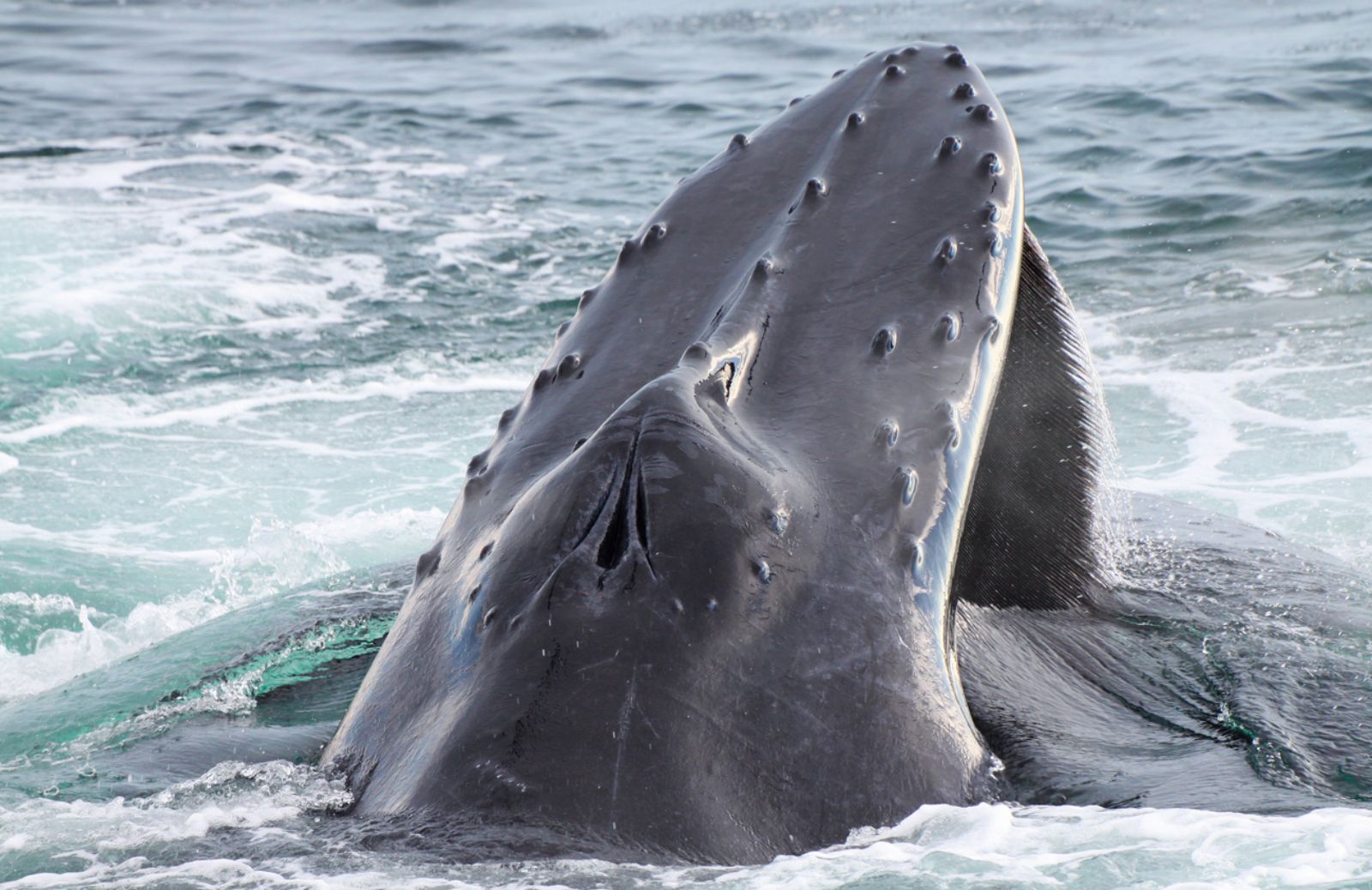 Giappone, riparte la caccia alle balene