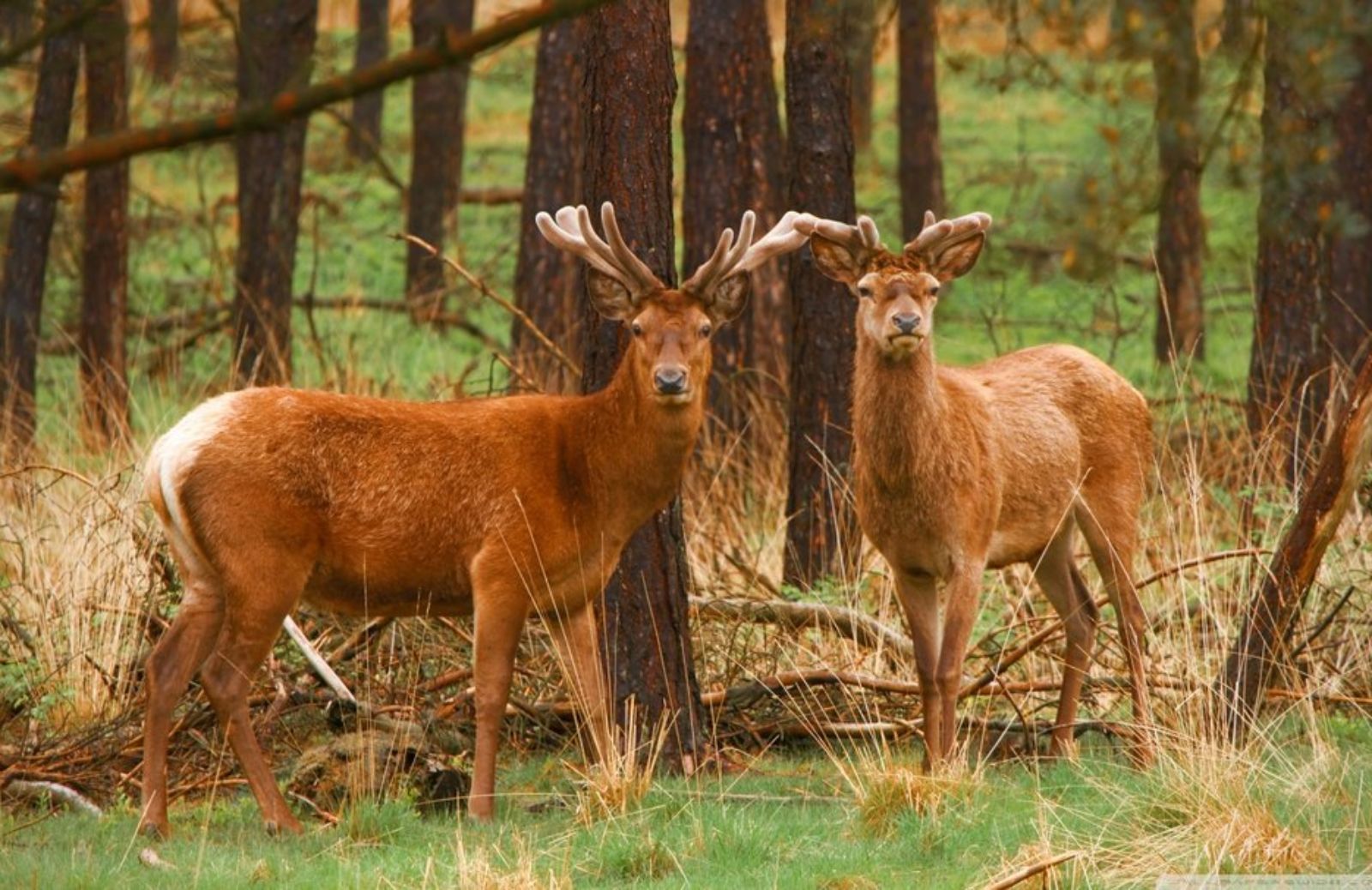 Gli animali selvatici ripopolano Chernobyl