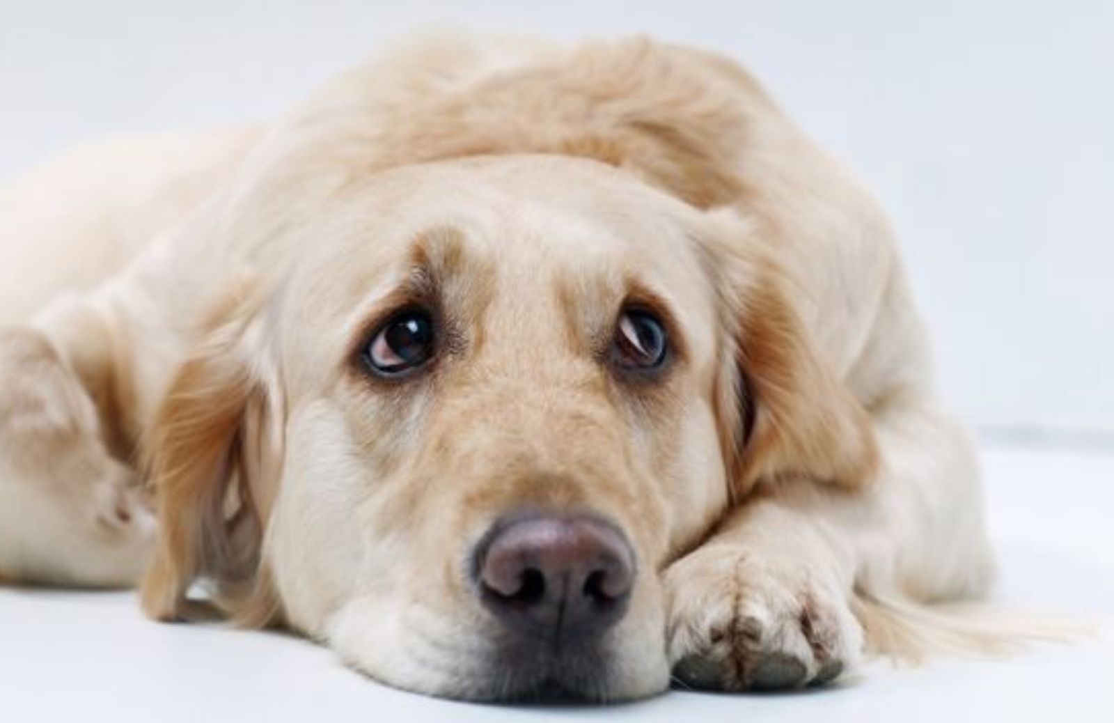 Guilty dog look: i cani fingono di provare vergogna 